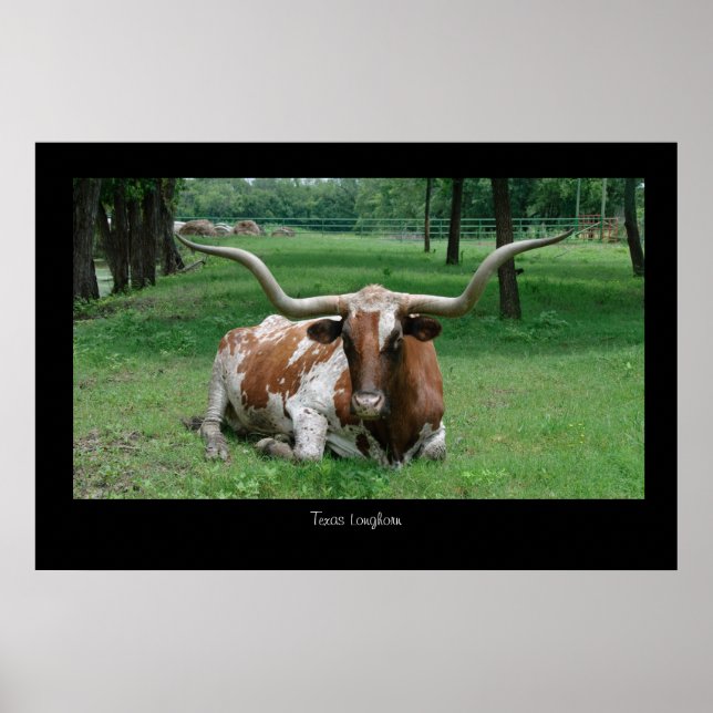 Texas Longhorn Poster Impressão (Frente)