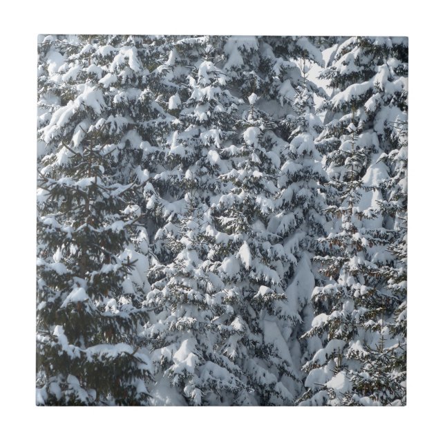 Textura de Árvore de Abeto de Neve (Frente)