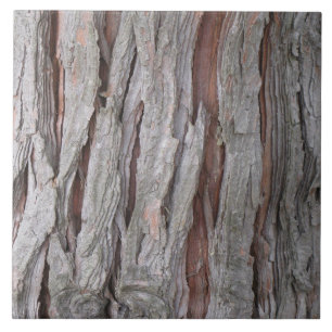 Textura do latido de árvore do cedro