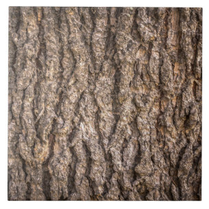 Textura do Latido em árvore
