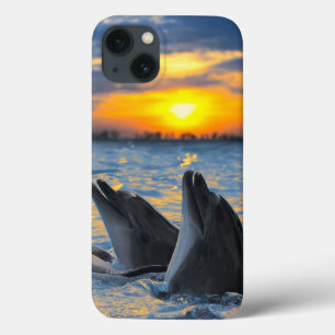 The bottle-nosed dolphins in sunset light