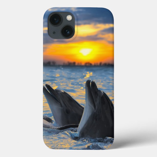 The bottle-nosed dolphins in sunset light (Verso)