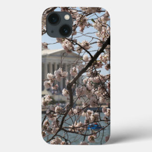 The Cherry Blossoms In Bloom In Washington DC