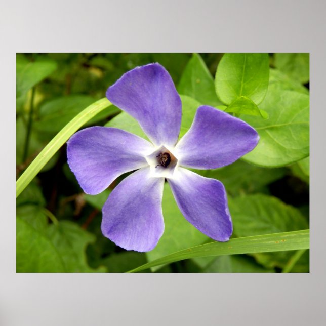 The Greater Periwinkle Poster (Frente)