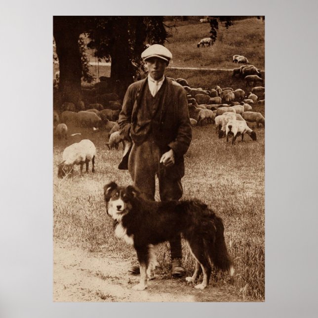 "The Shepherd"~Border Collie Poster (Frente)