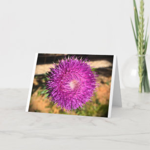 Thistle, Cartão