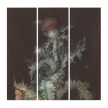 Thistle com os Insetos 1755 Johann C. Dietzsch