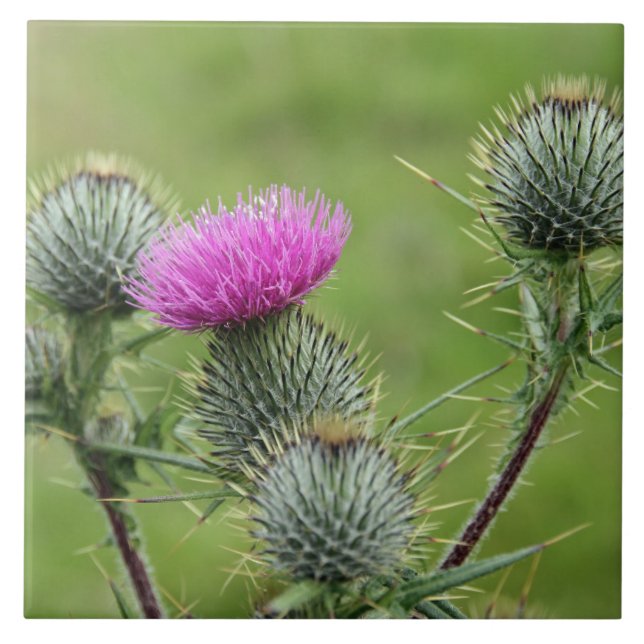 Thistle, flor nacional da Escócia (Frente)
