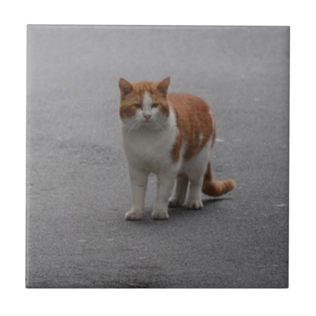 Thomas Ginger E Gata Branca (Frente)