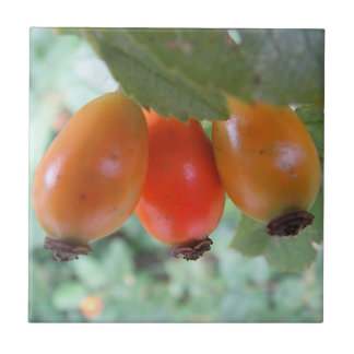 Three orange rosehips