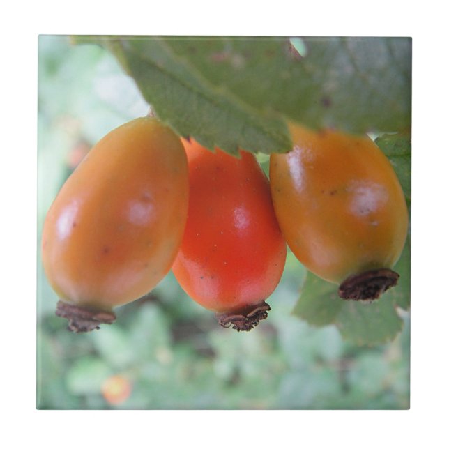 Three orange rosehips (Frente)