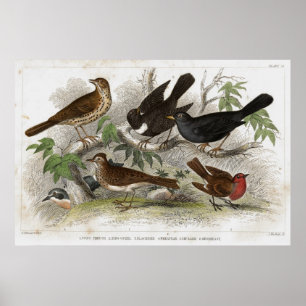 Thrush Antique Lithógrafo impressão