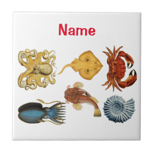 Thunder_Cove de Assormento Único do Mar