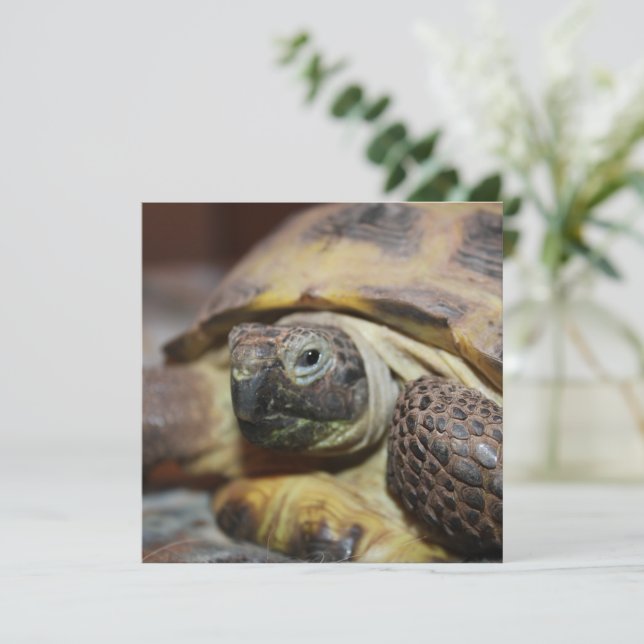 Tibbs (Em pé/Frente)