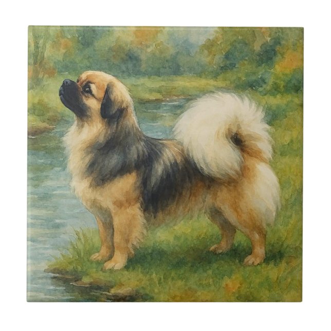 Tibetan Spaniel (Frente)
