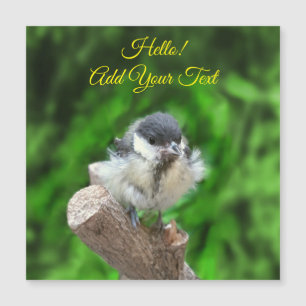 Tidi, meu Pássaro, o Parus Major
