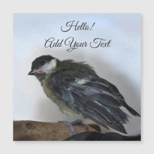 Tidi, meu Pássaro, o Parus Major Magnetic Card