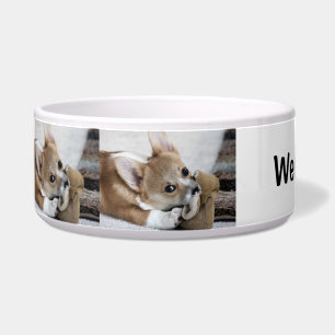 Tigela Bacia da comida dos Corgis do filhote de cachorro