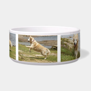 Tigela Bacia do cão do golden retriever