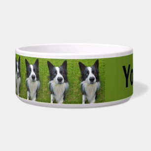Tigela Border Collie