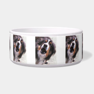 TIGELA BORDER COLLIE