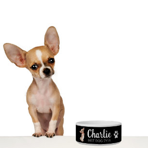 Tigela Chihuahua