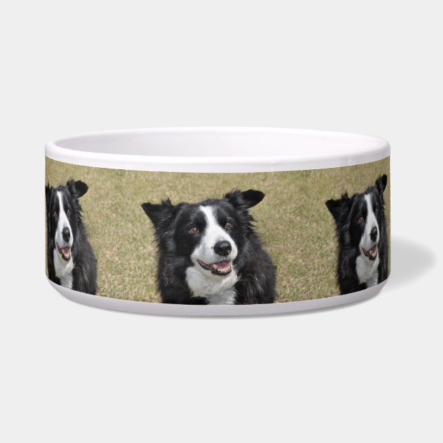 Tigela Collie de fronteira (Frente)