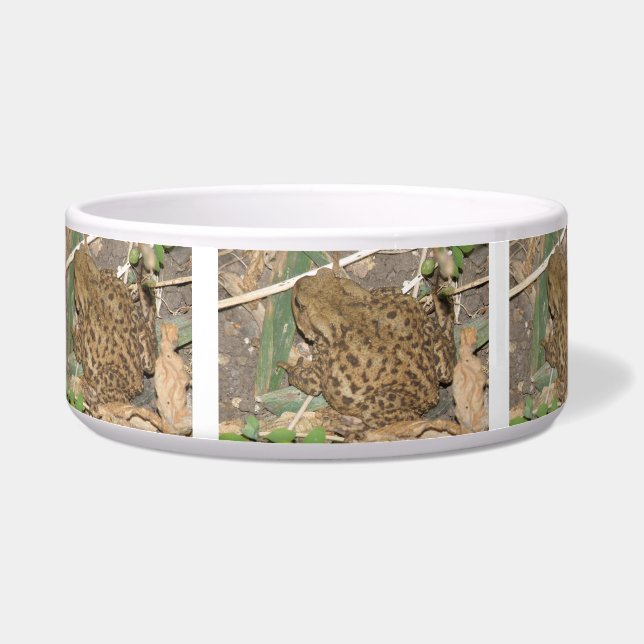 Tigela comum europeia do sapo (Esquerda)