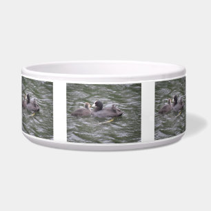 Tigela Coot Alimentando Pintinhos Famintos Pet Bowl