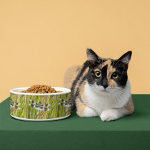 Foto do Skimmer Dragonfly