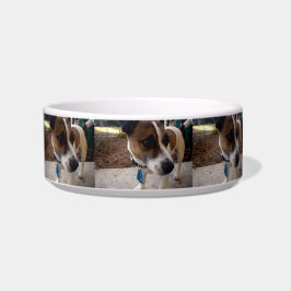 Tigela Fox Terrier Atraindo Pequeno Pet Cerâmico