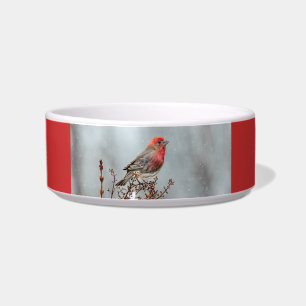 Tigela House Finch in Snow - Foto original
