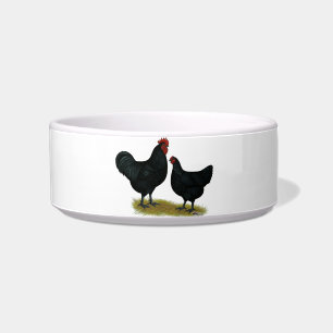 Tigela Jersey Giant Chickens