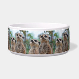 Tigela Meerkat_2015_0410