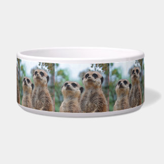 Tigela Meerkat_2015_0410