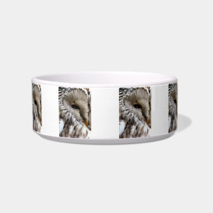 TIGELA OWLS