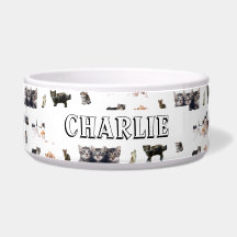 Padrão personalizado com fotos de gatos e gatinhos