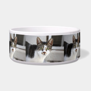 Tigela para Gatos