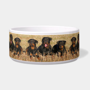 Tigela Rottweilers