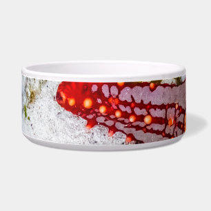 Tigela Starfish, Zanzibar, Tanzânia