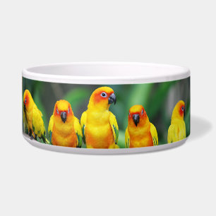 Tigela Sun Conures