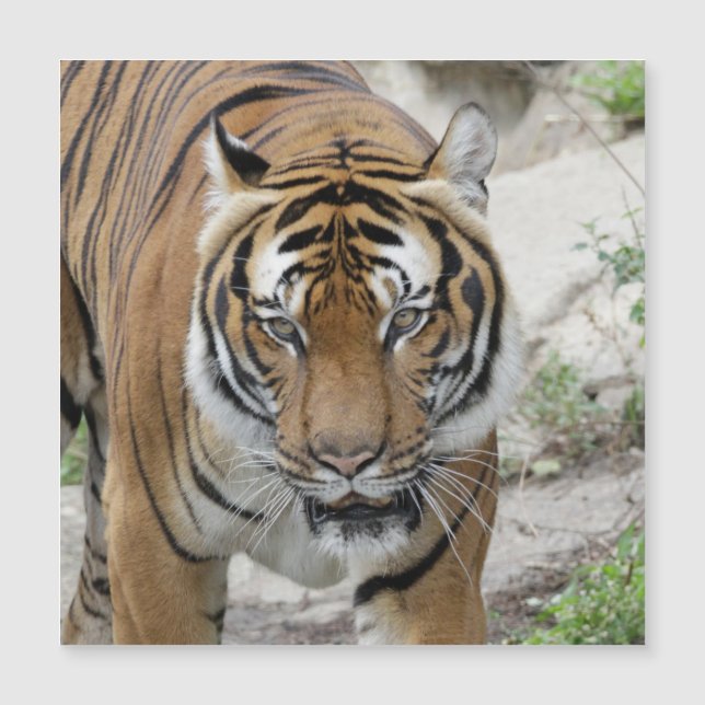 Tiger_001 (Frente)