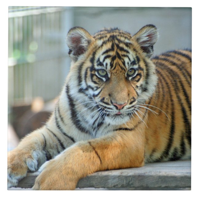 Tiger 034 (Frente)
