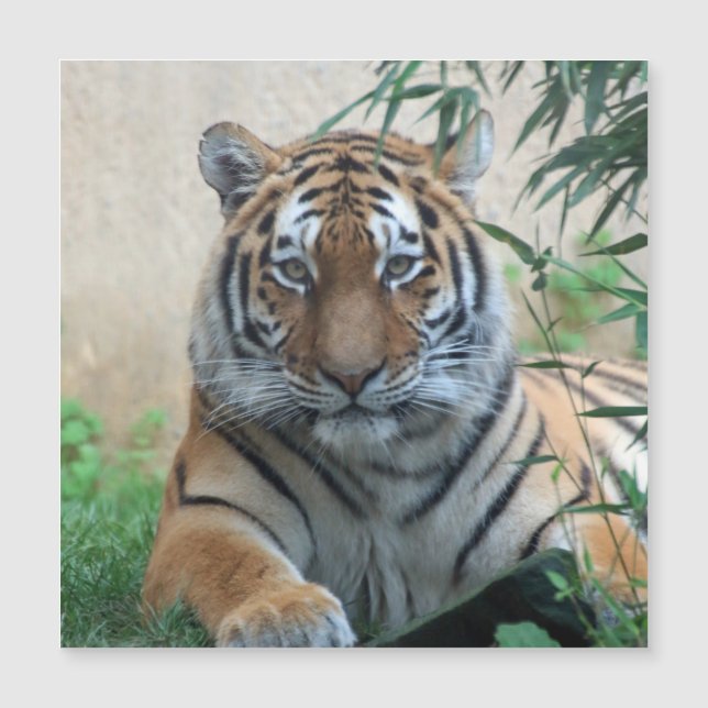 Tiger_20171103_by_JAMFoto (Frente)