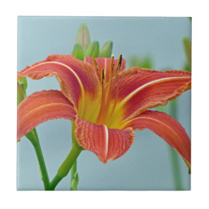 Tiger Daylily