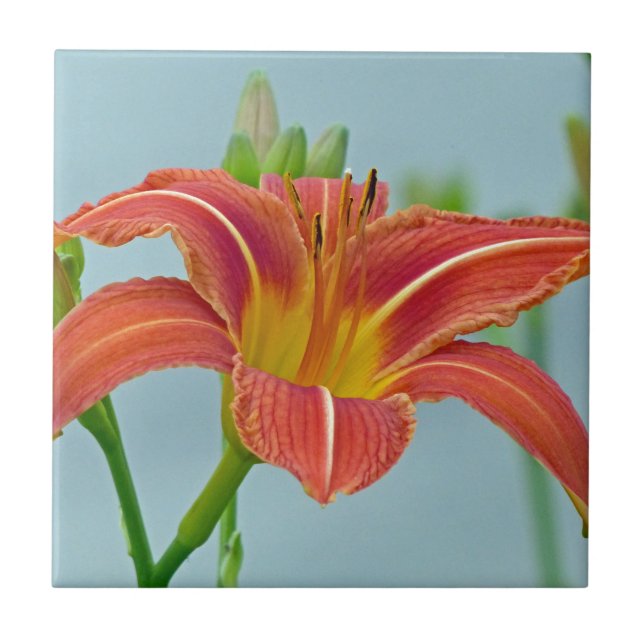 Tiger Daylily (Frente)