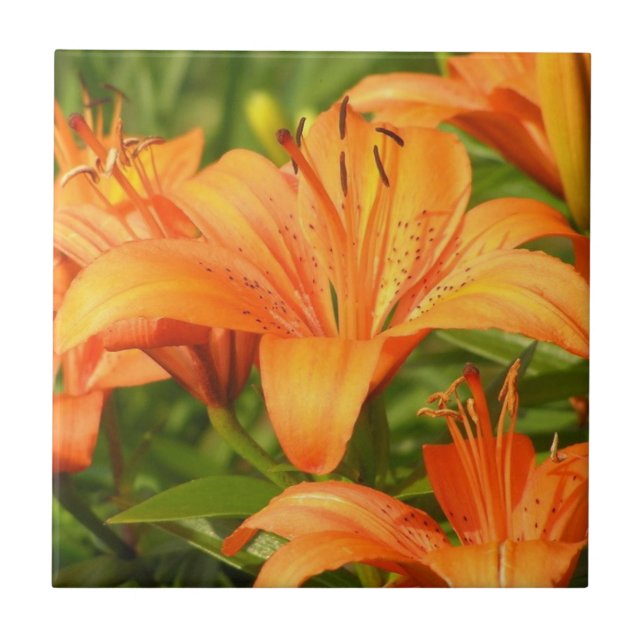 Tiger Lily (Frente)