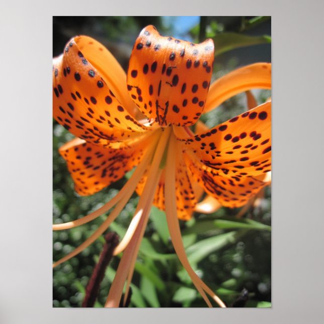 Tiger Lily Poster Impressão (Frente)