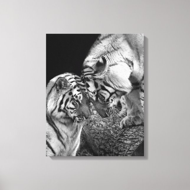 Tiger Love Photo on Canvas Wrap (Frente)