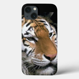 Tiger Lovers
